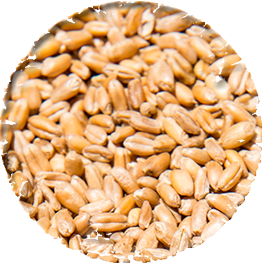 Wheat Grain